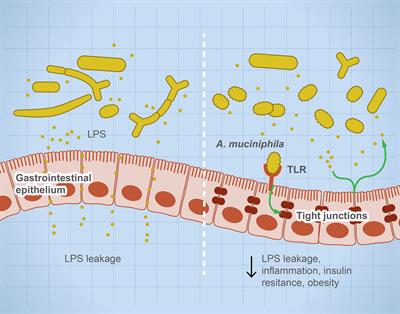 Microbial dysbiosis in the gut drives <mark class="highlighted">systemic autoimmune diseases</mark>